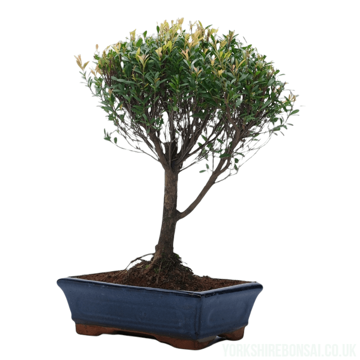 Brush Cherry (Syzygium) Bonsai Tree | Broom Style | Height 40-50cm | In 25cm Pot