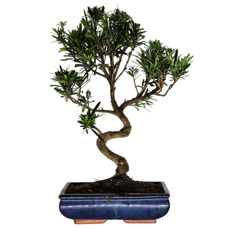 Buddhist Pine (Podocarpus) Bonsai Tree | Shaped Style | Height 50-60cm | In 30cm Pot
