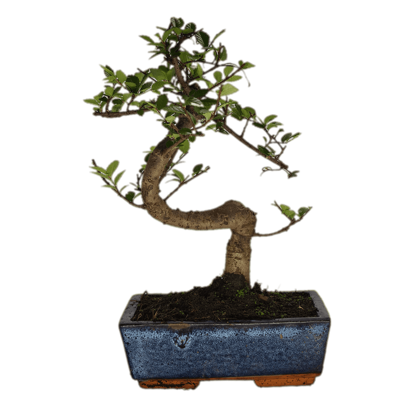 Chinese Elm (Ulmus Parvifolia) Bonsai Tree | Shaped | In 20cm Pot