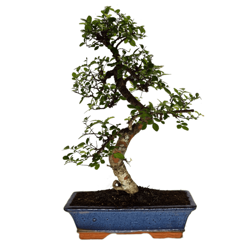 Chinese Elm (Ulmus Parvifolia) Bonsai Tree | Shaped Style | Height 55-65cm | In 35cm Pot