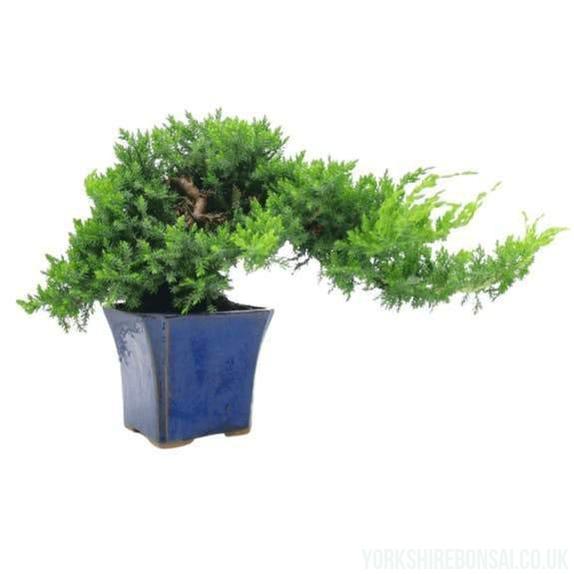 Creeping Juniper Bonsai Tree | Height 35cm | In Cascade Style Pot | 17 Years old