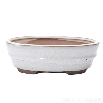 18cm Glazed Bonsai Pot | Oval | 18cm x 15cm x 5cm | White