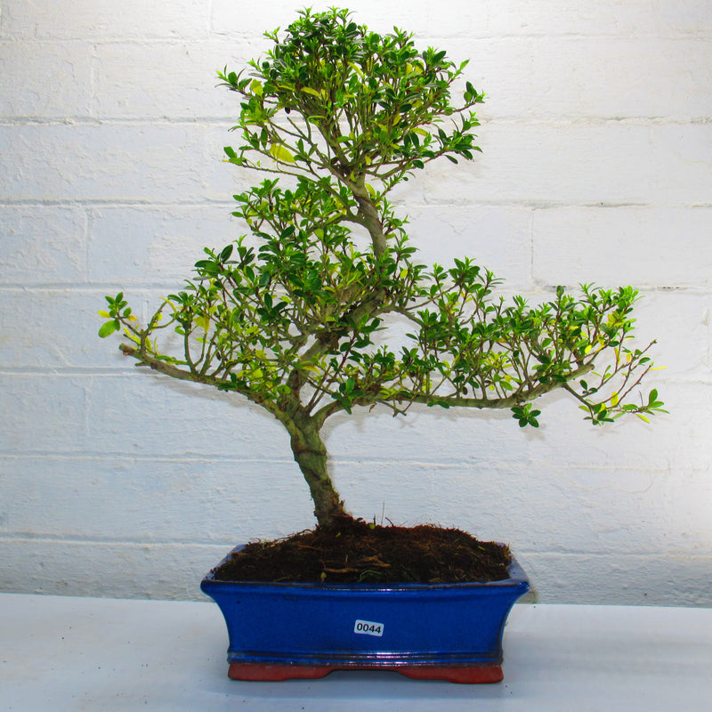 Japanese Holly (Ilex Crenata) Bonsai Tree | Shaped Style | Height 40-50cm | In 25cm Pot