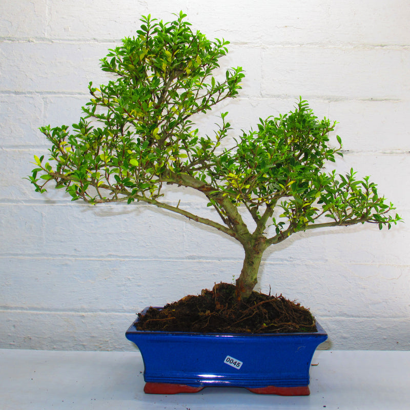 Japanese Holly (Ilex Crenata) Bonsai Tree | Shaped Style | Height 40-50cm | In 25cm Pot