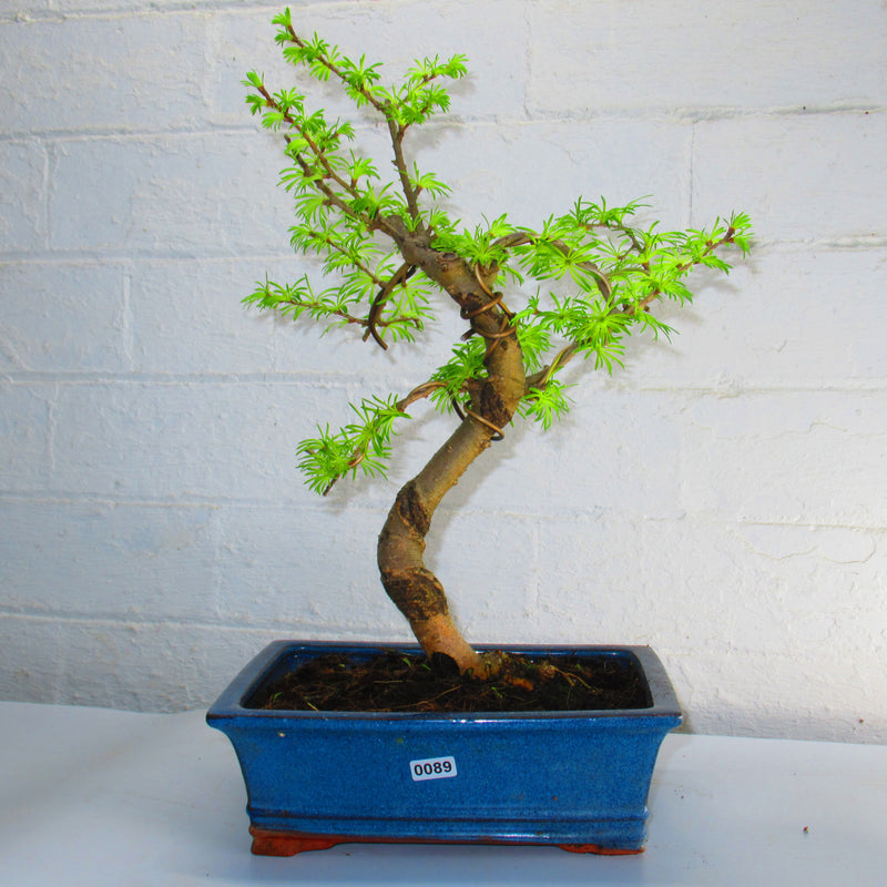 Golden Larch (Pseudolarix) Bonsai Tree | Shaped Style | Height 35-45cm | In 20cm Pot