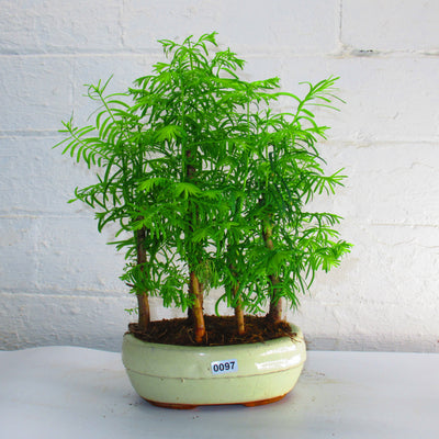 Dawn Redwoord (Metasequoia) Bonsai Tree Forest | Upright Style | 30-40cm High | In 17cm Pot