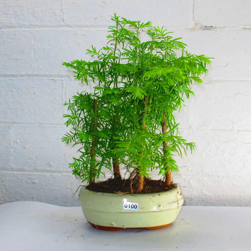 Dawn Redwoord (Metasequoia) Bonsai Tree Forest | Upright Style | 30-40cm High | In 17cm Pot