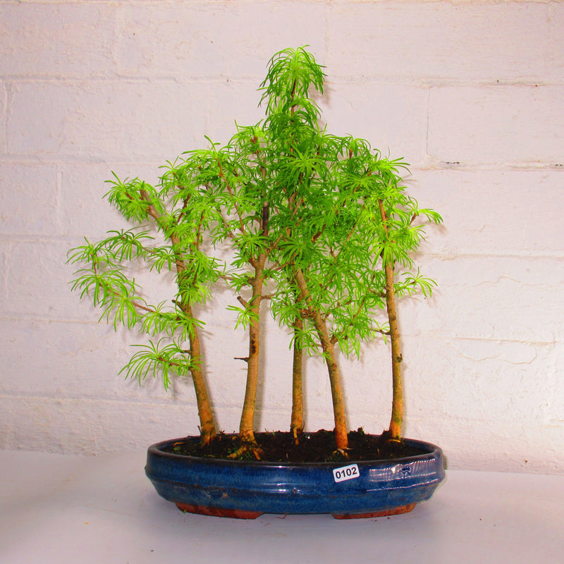 Golden Larch (Pseudolarix) Bonsai Tree Forest | Upright Style | Height 30-40cm | In 25cm Pot