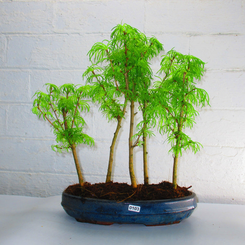 Golden Larch (Pseudolarix) Bonsai Tree Forest | Upright Style | Height 30-40cm | In 25cm Pot
