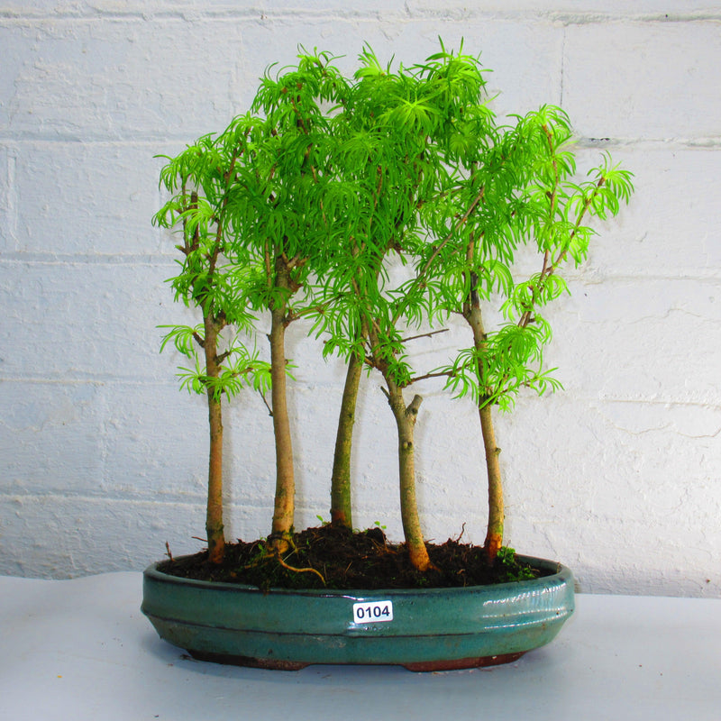 Golden Larch (Pseudolarix) Bonsai Tree Forest | Upright Style | Height 30-40cm | In 25cm Pot