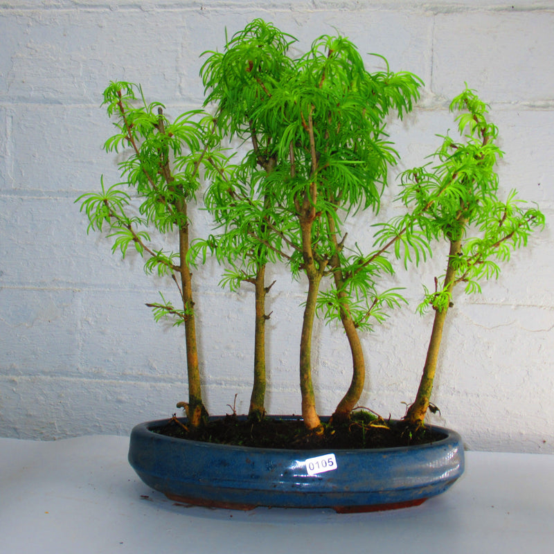 Golden Larch (Pseudolarix) Bonsai Tree Forest | Upright Style | Height 30-40cm | In 25cm Pot