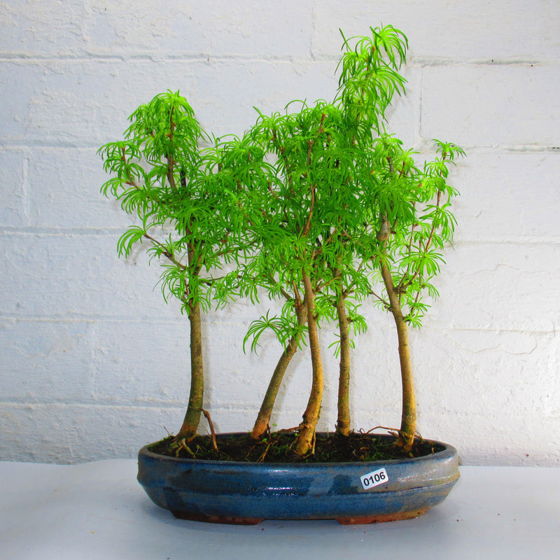 Golden Larch (Pseudolarix) Bonsai Tree Forest | Upright Style | Height 30-40cm | In 25cm Pot