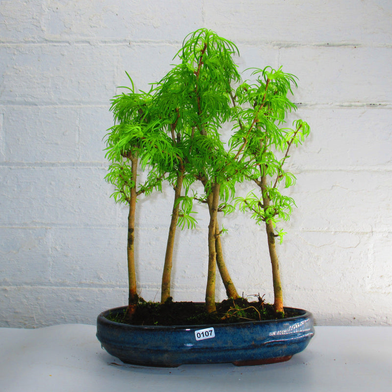 Golden Larch (Pseudolarix) Bonsai Tree Forest | Upright Style | Height 30-40cm | In 25cm Pot