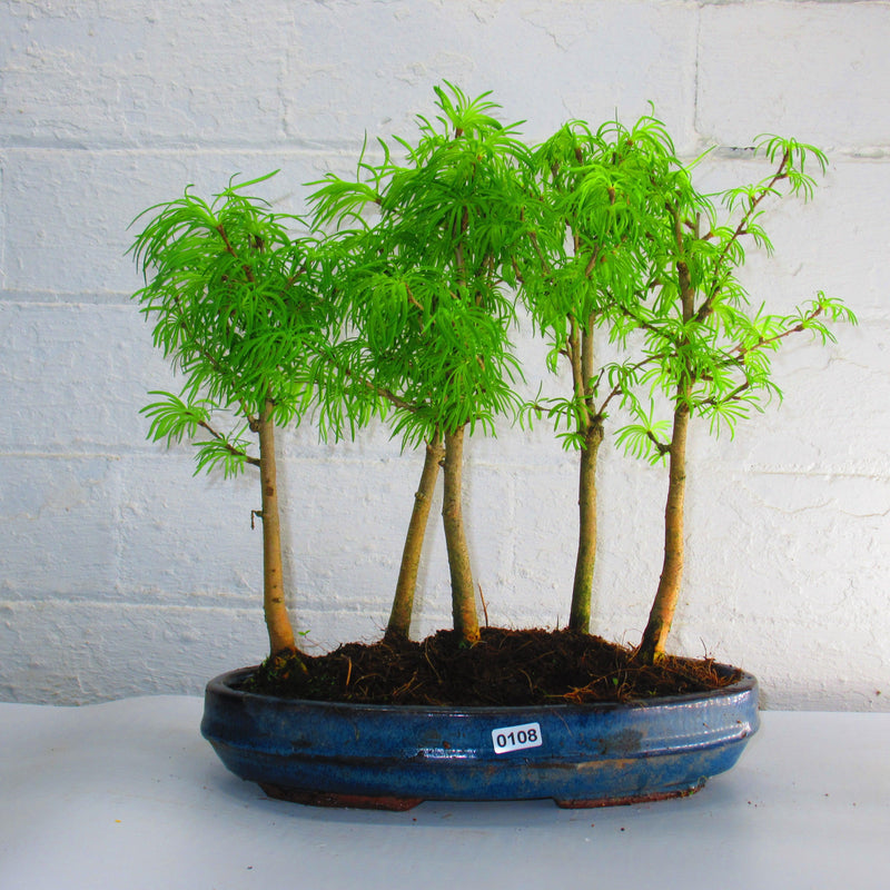 Golden Larch (Pseudolarix) Bonsai Tree Forest | Upright Style | Height 30-40cm | In 25cm Pot