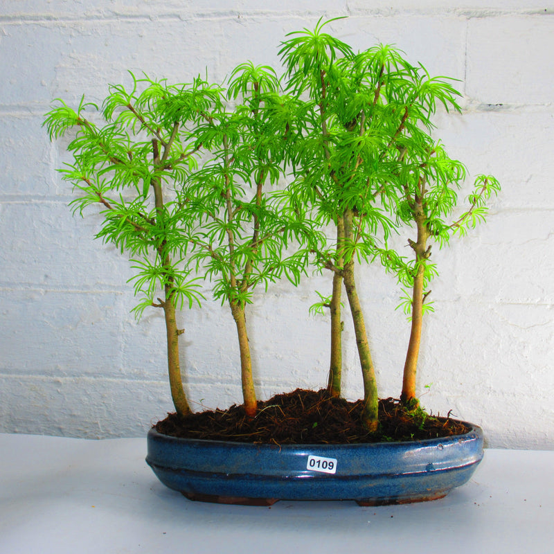Golden Larch (Pseudolarix) Bonsai Tree Forest | Upright Style | Height 30-40cm | In 25cm Pot