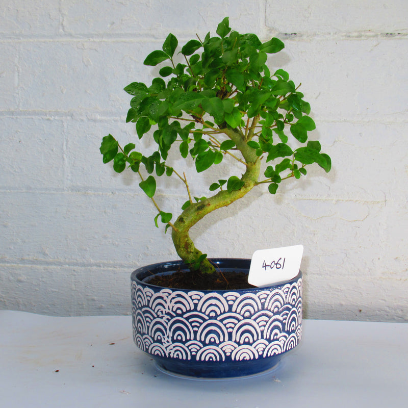 Chinese Privet (Ligustrum Sinense) Bonsai Tree | Shaped Style | Height 30cm | In 15cm Pot