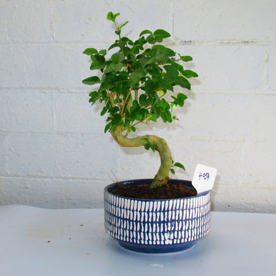 Chinese Privet (Ligustrum Sinense) Bonsai Tree | Shaped Style | Height 30cm | In 15cm Pot