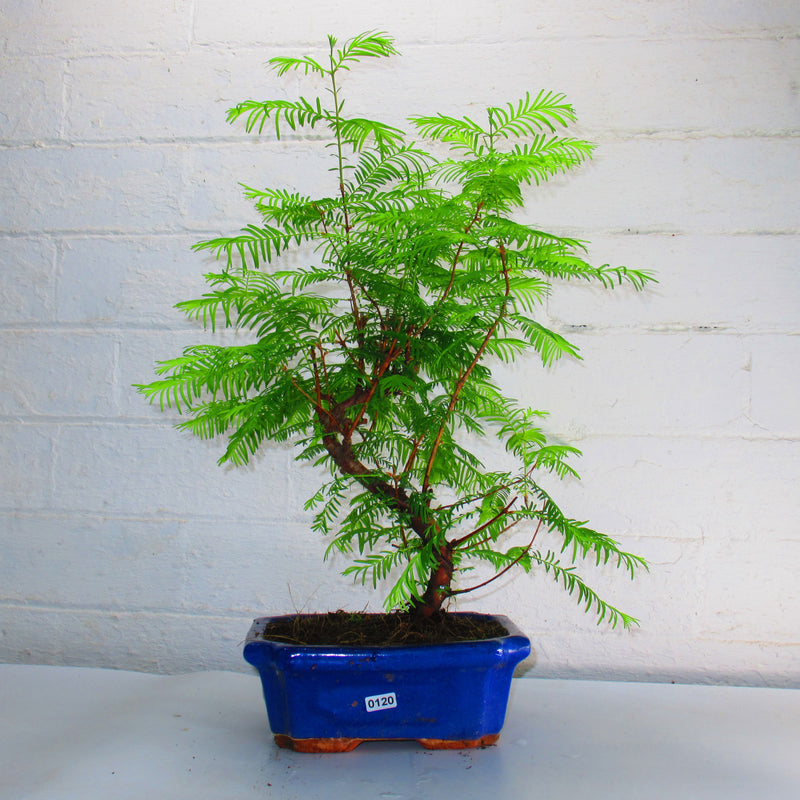 Dawn Redwoord (Metasequoia) Bonsai Tree | Shaped Style | 40-50cm High | In 20cm Pot