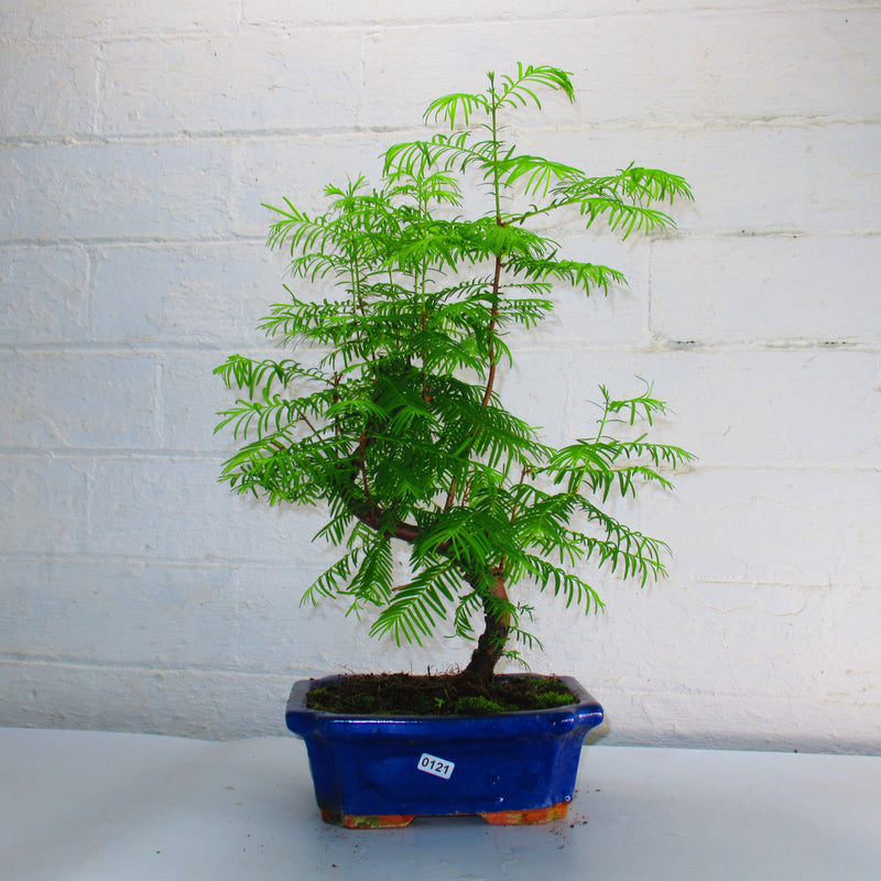 Dawn Redwoord (Metasequoia) Bonsai Tree | Shaped Style | 40-50cm High | In 20cm Pot
