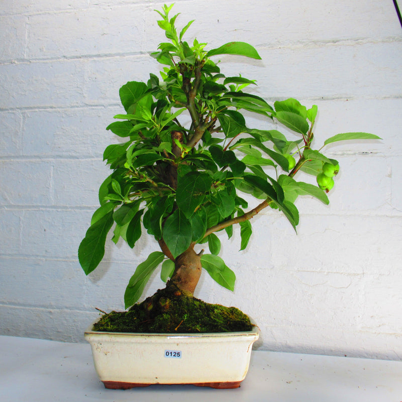 Dwarf Apple (Malus Halliana) Fruiting Bonsai Tree | Shaped Style | 40-50cm High | In 21cm Pot