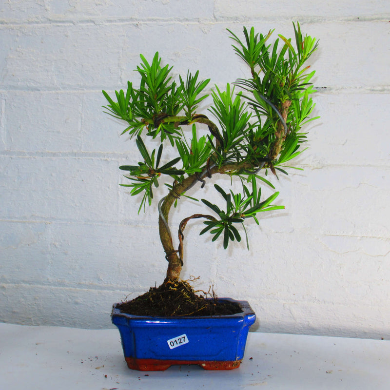 Buddhist Pine (Podocarpus Micro) Bonsai Tree | Shaped Style | Height 30-40cm | In 15cm Pot