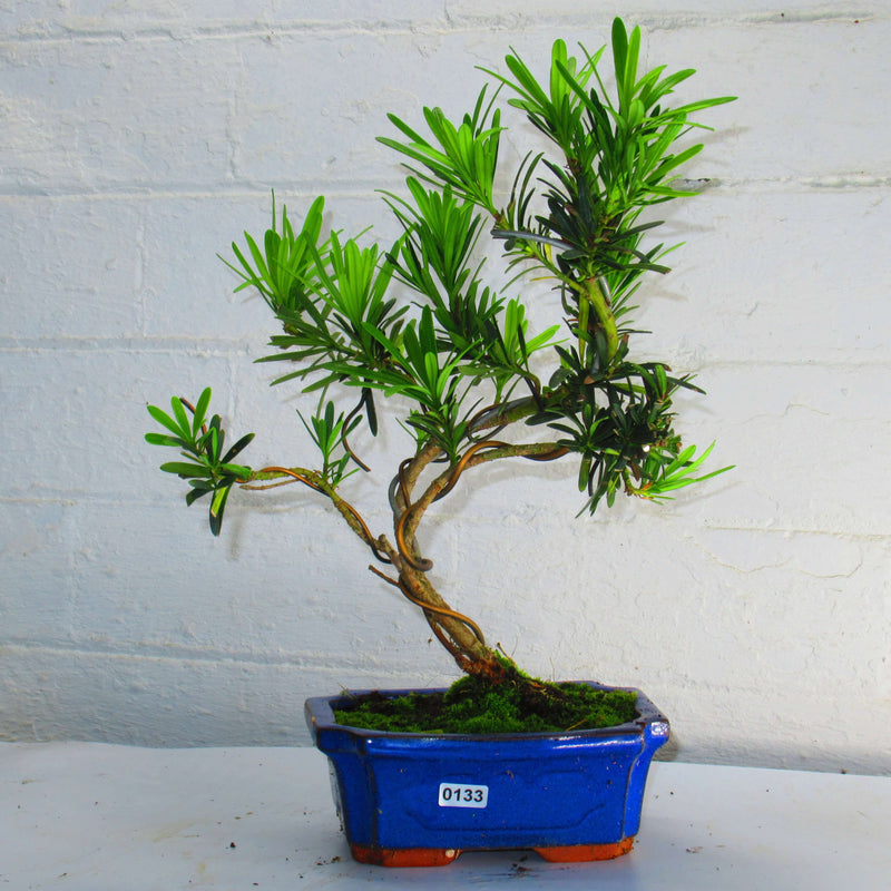 Buddhist Pine (Podocarpus Micro) Bonsai Tree | Shaped Style | Height 30-40cm | In 15cm Pot