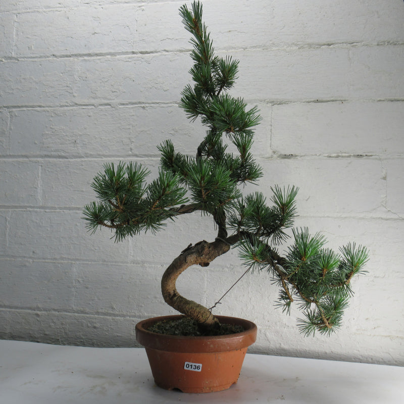 Japanese White Pine Bonsai Tree (Pinus Parviflora) | Shaped Style | Height 40-50cm | In 16cm Pot