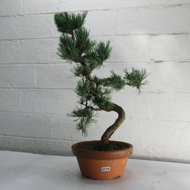 Japanese White Pine Bonsai Tree (Pinus Parviflora) | Shaped Style | Height 40-50cm | In 16cm Pot