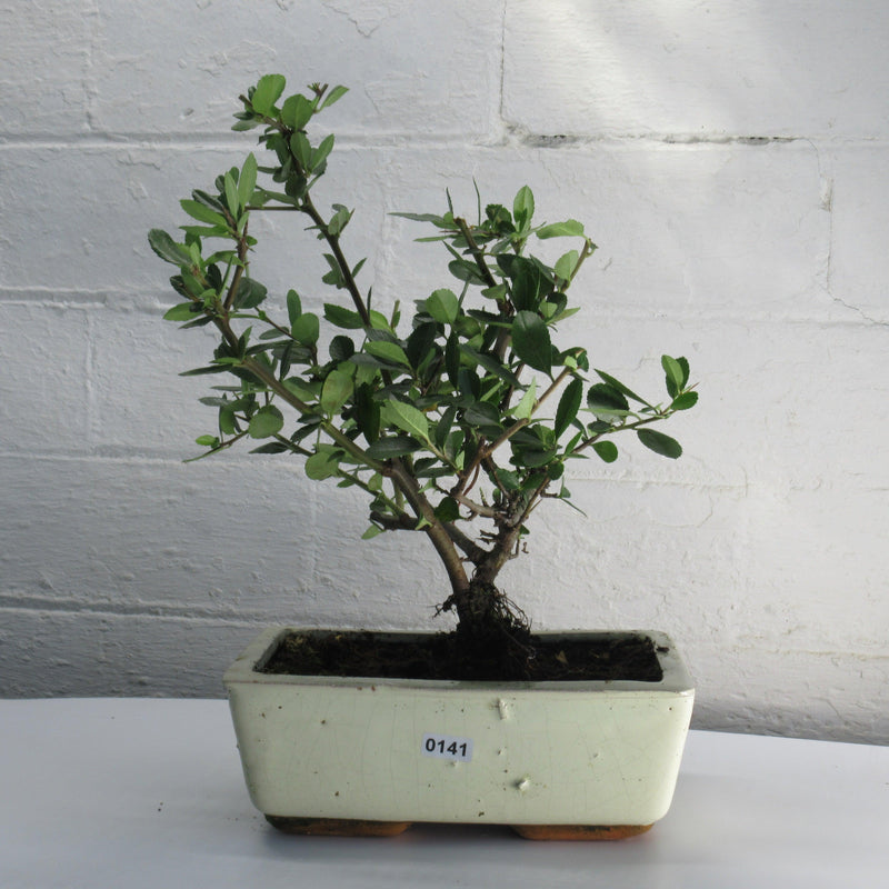 Firethorn Bonsai Tree (Pyracantha) | Shaped Style | Height 30-35cm | In 18cm Pot