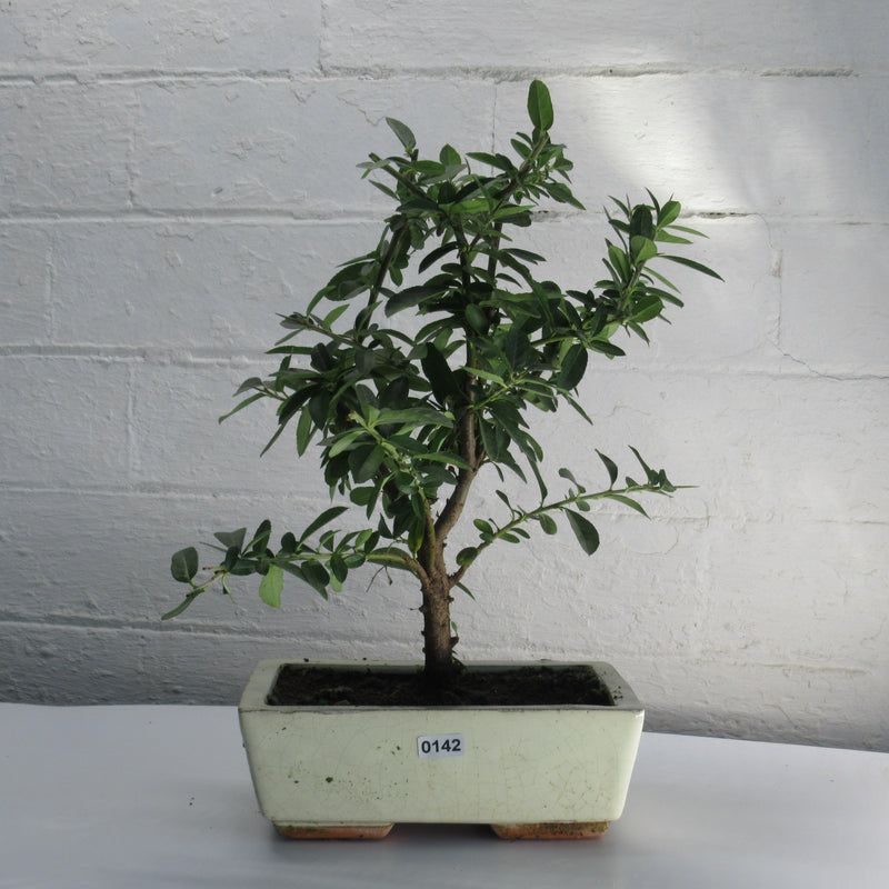 Firethorn Bonsai Tree (Pyracantha) | Shaped Style | Height 30-35cm | In 18cm Pot