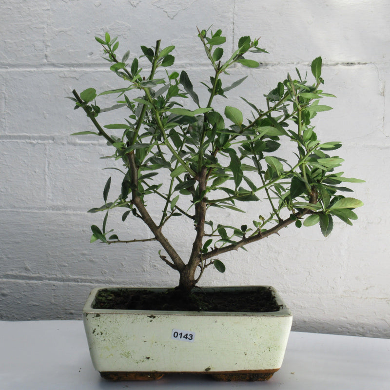 Firethorn Bonsai Tree (Pyracantha) | Shaped Style | Height 30-35cm | In 18cm Pot