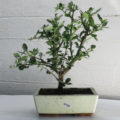 Firethorn Bonsai Tree (Pyracantha) | Shaped Style | Height 30-35cm | In 18cm Pot