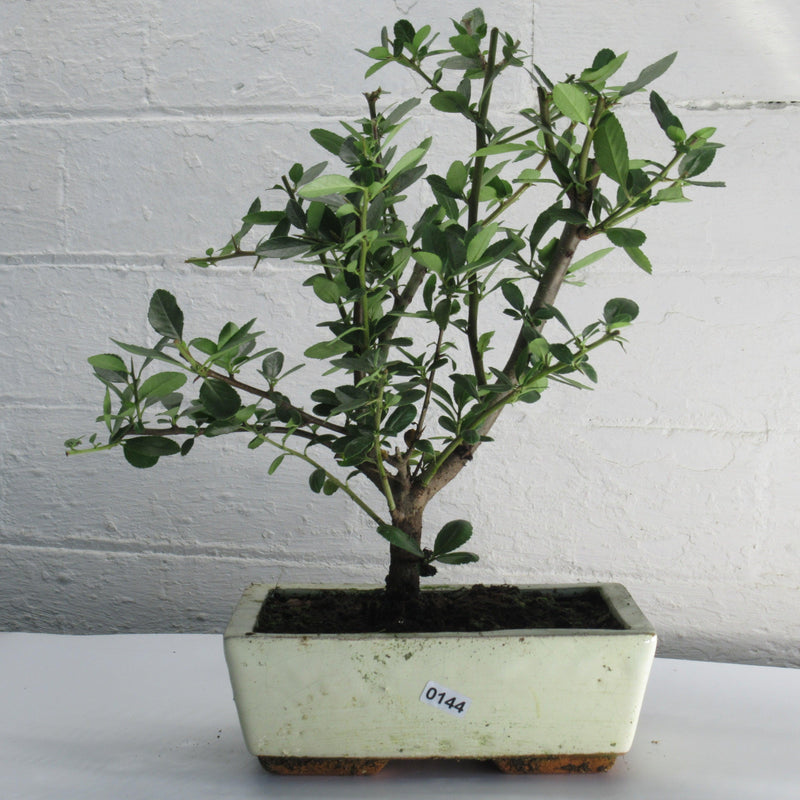 Firethorn Bonsai Tree (Pyracantha) | Shaped Style | Height 30-35cm | In 18cm Pot