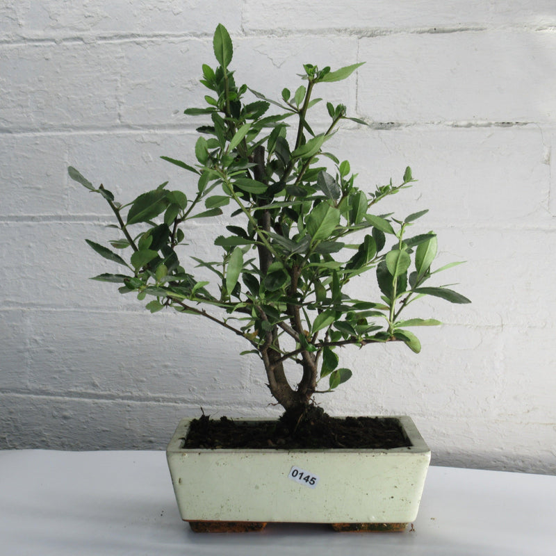 Firethorn Bonsai Tree (Pyracantha) | Shaped Style | Height 30-35cm | In 18cm Pot
