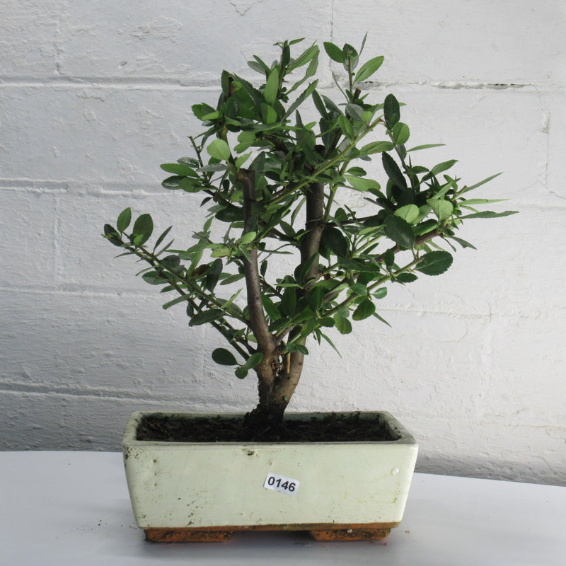 Firethorn Bonsai Tree (Pyracantha) | Shaped Style | Height 30-35cm | In 18cm Pot