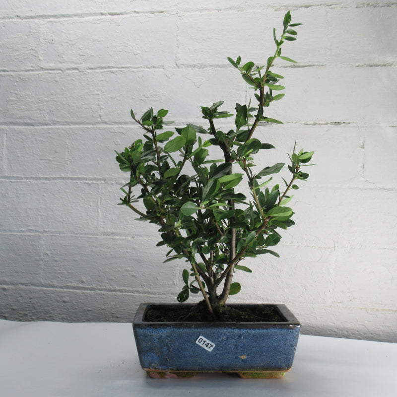 Firethorn Bonsai Tree (Pyracantha) | Shaped Style | Height 30-35cm | In 18cm Pot