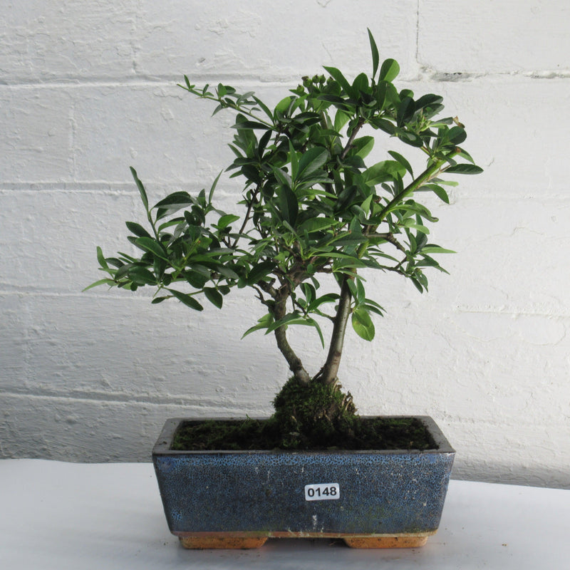 Firethorn Bonsai Tree (Pyracantha) | Shaped Style | Height 30-35cm | In 18cm Pot