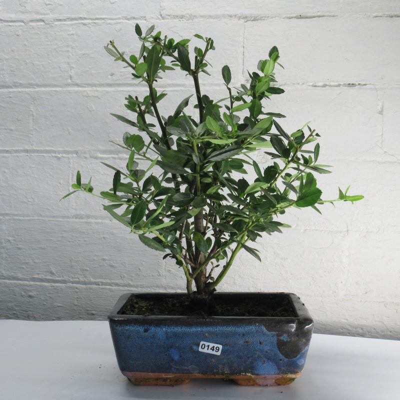 Firethorn Bonsai Tree (Pyracantha) | Shaped Style | Height 30-35cm | In 18cm Pot