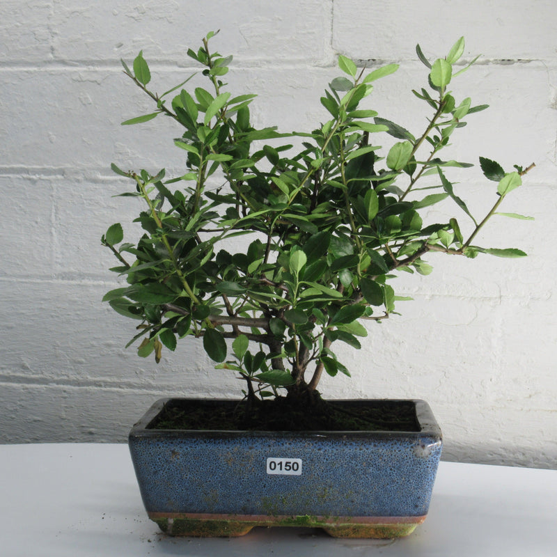 Firethorn Bonsai Tree (Pyracantha) | Shaped Style | Height 30-35cm | In 18cm Pot