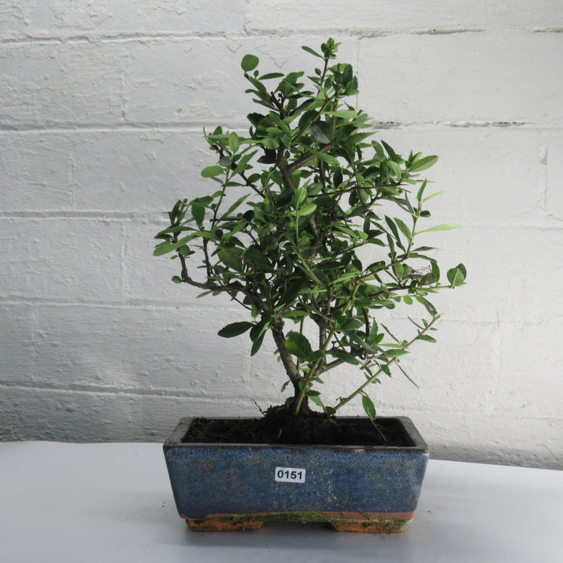 Firethorn Bonsai Tree (Pyracantha) | Shaped Style | Height 30-35cm | In 18cm Pot