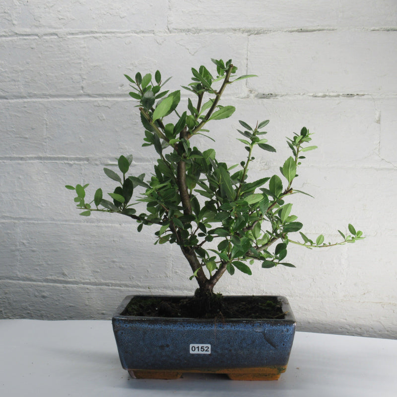 Firethorn Bonsai Tree (Pyracantha) | Shaped Style | Height 30-35cm | In 18cm Pot