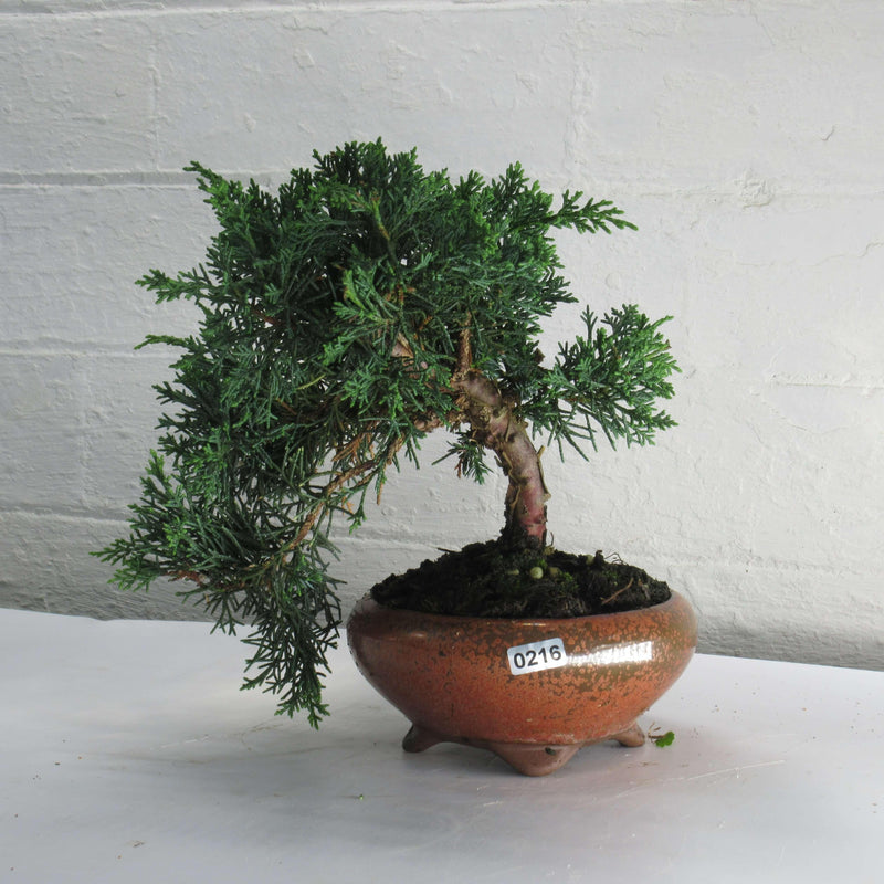 Chinese Juniper (Juniperus Chinensis) Bonsai Tree | Shaped Broom Style | In 13cm Pot