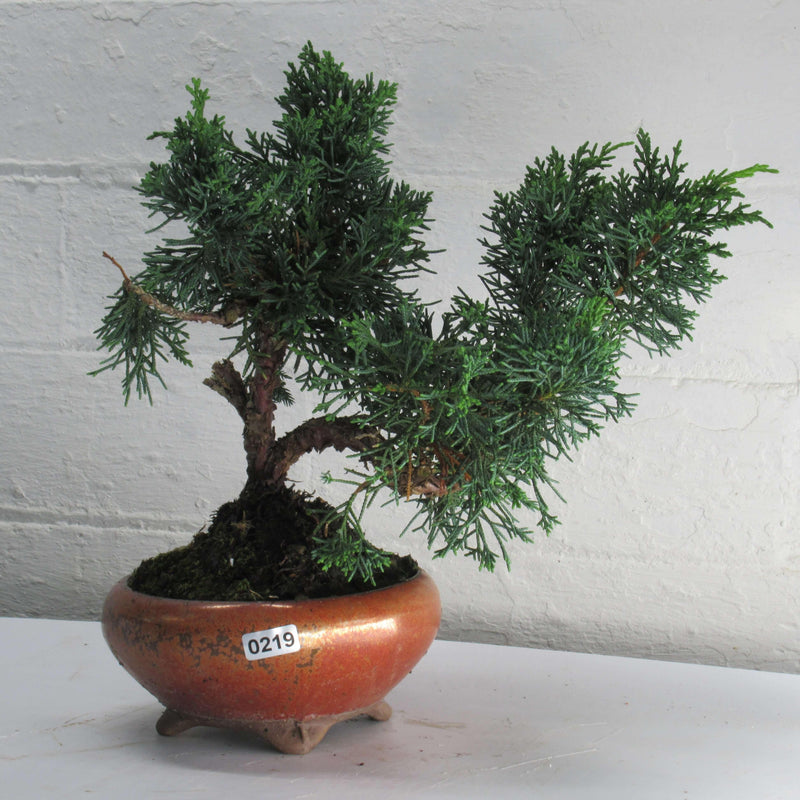 Chinese Juniper (Juniperus Chinensis) Bonsai Tree | Shaped Broom Style | In 13cm Pot