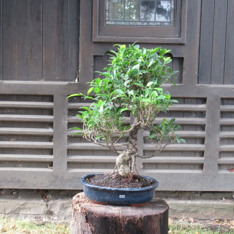Ficus Microcarpa (Banyan Fig) Indoor Bonsai Tree | Shaped | In 30cm Pot
