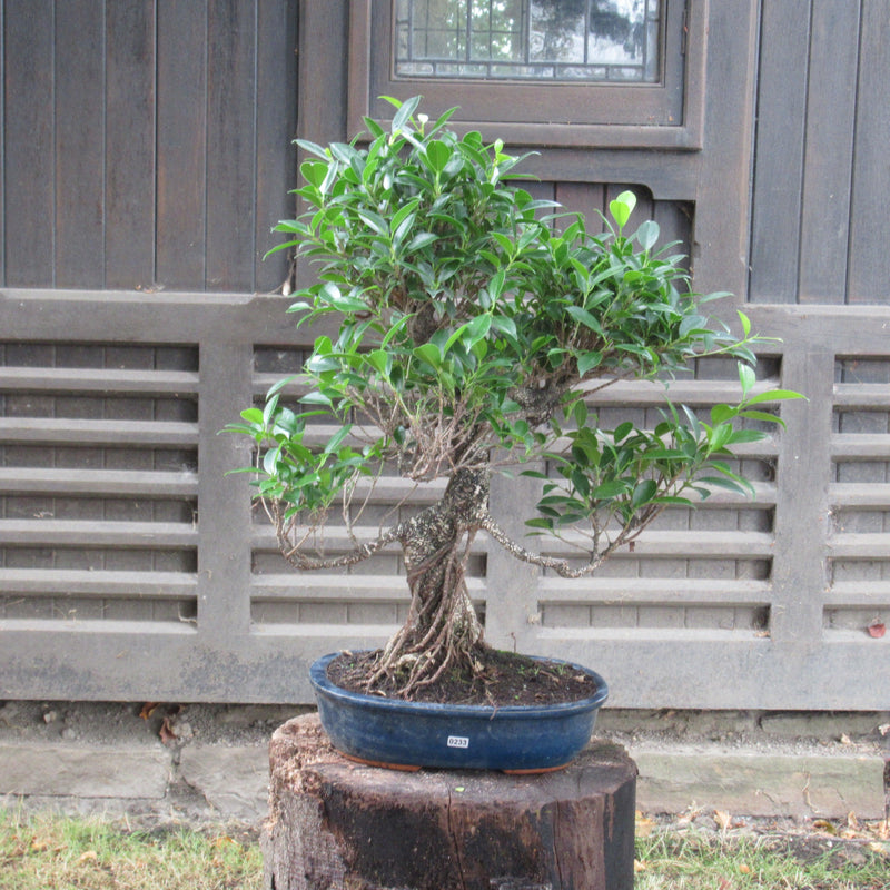 Ficus Microcarpa (Banyan Fig) Indoor Bonsai Tree | Shaped | In 30cm Pot