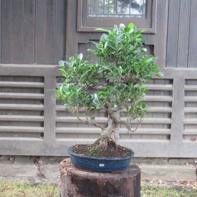 Ficus Microcarpa (Banyan Fig) Indoor Bonsai Tree | Shaped | In 30cm Pot