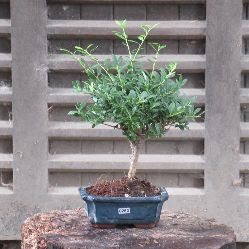 Japanese Holly (Ilex Crenata) Bonsai Tree | Broom Style | Height 20-30cm | In 15cm Pot