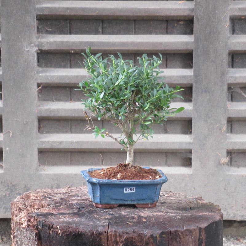 Japanese Holly (Ilex Crenata) Bonsai Tree | Broom Style | Height 20-30cm | In 15cm Pot