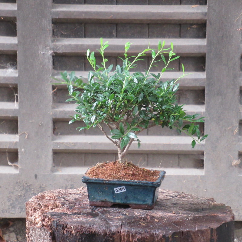 Japanese Holly (Ilex Crenata) Bonsai Tree | Broom Style | Height 20-30cm | In 15cm Pot