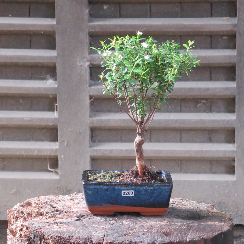 Brush Cherry (Syzygium) Bonsai Tree | Broom Style | Height 25-35cm | In 15cm Pot